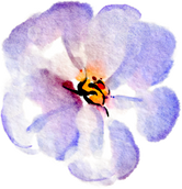 Blue violet watercolor rose flower