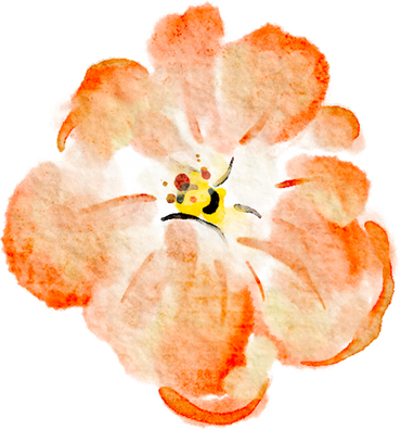 Red elegant watercolor rose flower