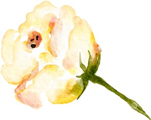 Yellow white watercolor rose flower